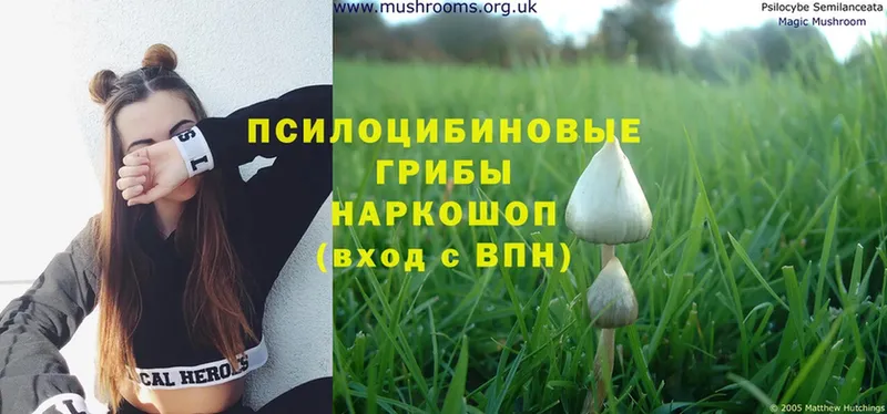 Псилоцибиновые грибы Magic Shrooms  Георгиевск 